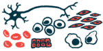 An illustration of stem cells becoming many other types of cells.